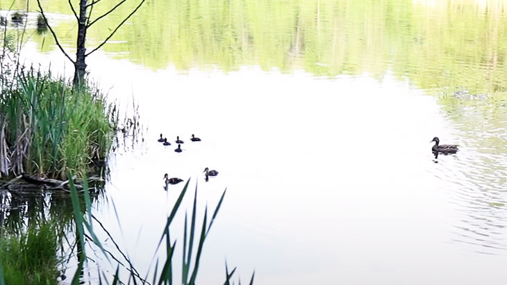 Утки на голубом озере.
