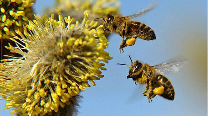 Цветочная пыльца (пчелиная обножка) - применение или как принимать